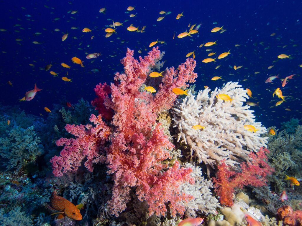 Corales blandos rosas y un coral blanco ramificado cubiertos de anthias naranjas, con un mero rojo de puntos azules abajo a la izquierda