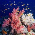 Corales blandos rosas y un coral blanco ramificado cubiertos de anthias naranjas, con un mero rojo de puntos azules abajo a la izquierda