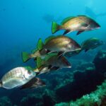 Un grupo de corvallos nada hacia la derecha por encima de rocas cubiertas de algas, con buceadores a lo lejos: librea marrón dorada de escamas finas, aletas dorsal y caudal amarillo verdosas con borde negro, pélvicas y anal negras ribeteadas de blanco; un sargo plateado pasa en primer plano.