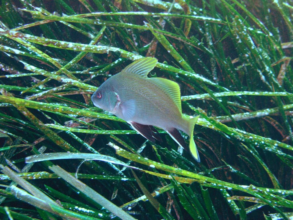 Un corvallo joven nada hacia la izquierda por encima de una pradera de posidonia: cuerpo gris claro finamente punteado, aletas dorsales y cola amarillo intenso, aletas pélvicas y anal negras con borde blanco.