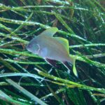 Un corvallo joven nada hacia la izquierda por encima de una pradera de posidonia: cuerpo gris claro finamente punteado, aletas dorsales y cola amarillo intenso, aletas pélvicas y anal negras con borde blanco.