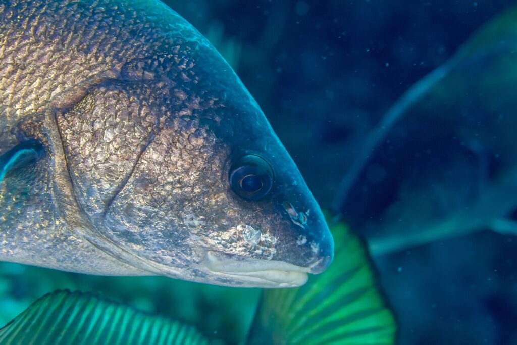 Primer plano de la cabeza de un corvallo girada hacia la derecha: escamas marrón doradas con reflejos de bronce, ojo grande y oscuro, hocico redondeado y boca pequeña y baja de labios pálidos, sin barbillón, sobre un fondo azul verdoso desenfocado.