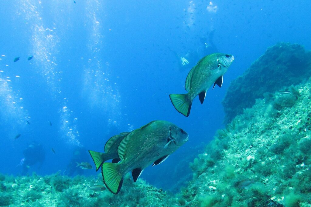 Tres corvallos con reflejos verde bronce y aletas ribeteadas de negro nadan sobre rocas cubiertas de algas, delante de buceadores y sus columnas de burbujas en el azul.