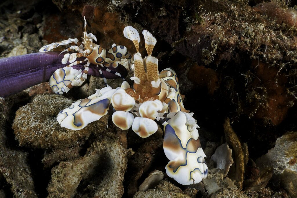 Dos camarones arlequín blancos con manchas marrones y azules sobre el brazo de una estrella de mar violeta, entre restos de coral