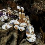 Dos camarones arlequín blancos con manchas marrones y azules sobre el brazo de una estrella de mar violeta, entre restos de coral