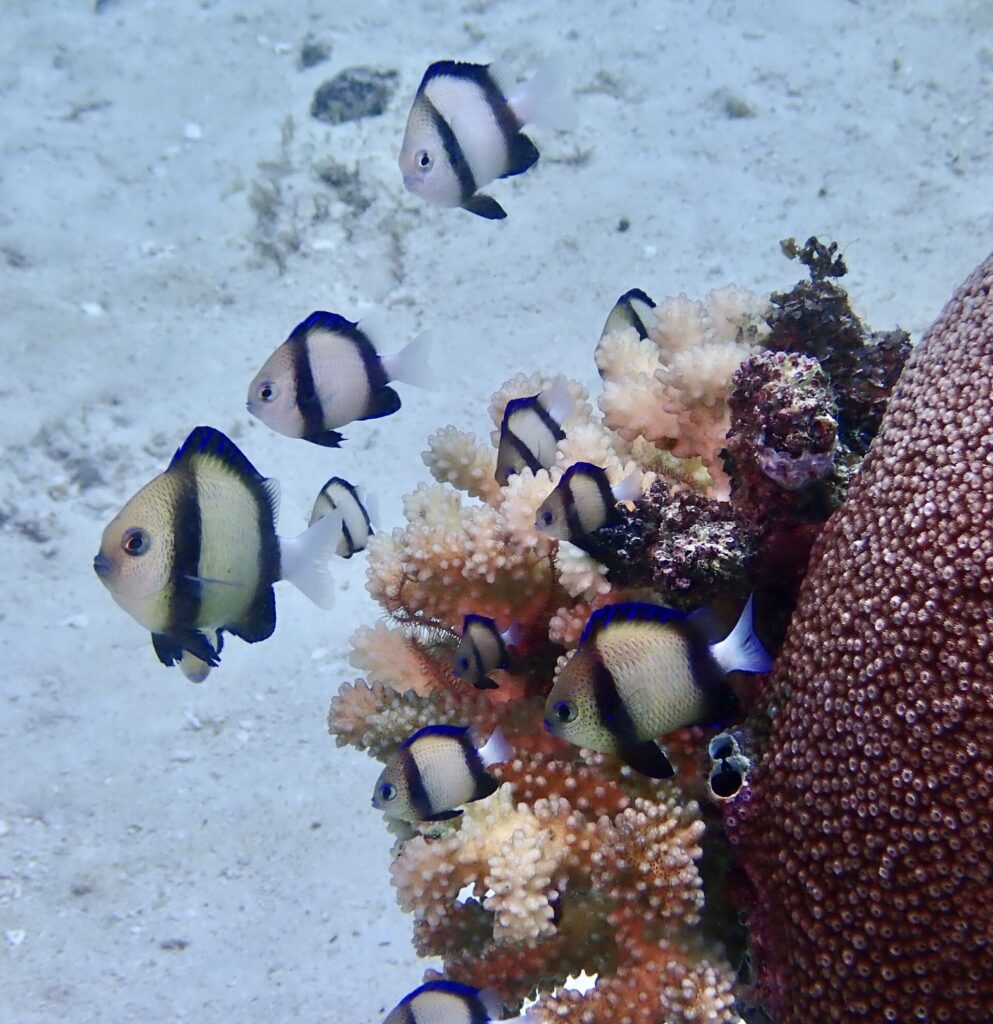 Una decena de dascyllus blancos con dos bandas negras agrupados sobre un coral ramificado rosa, junto a un gran coral masivo marrón, sobre un fondo de arena clara
