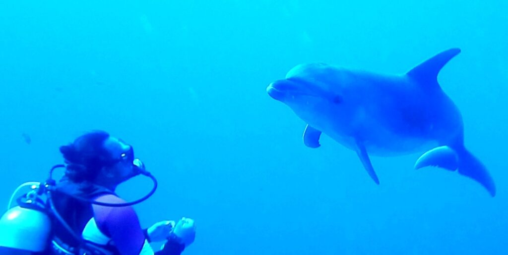 Un delfín mular se acerca de frente a un buceador inmóvil, en un agua de un azul intenso
