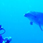 Un delfín mular se acerca de frente a un buceador inmóvil, en un agua de un azul intenso