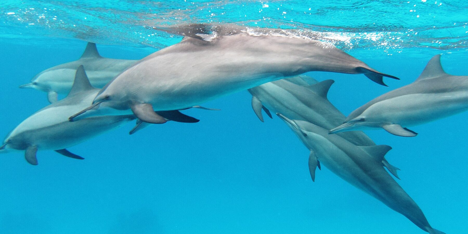 Un grupo de seis delfines giradores nada bajo la superficie en un agua turquesa, en el mar Rojo