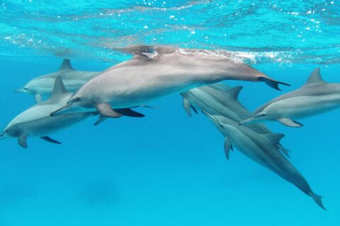 Un grupo de seis delfines giradores nada bajo la superficie en un agua turquesa, en el mar Rojo