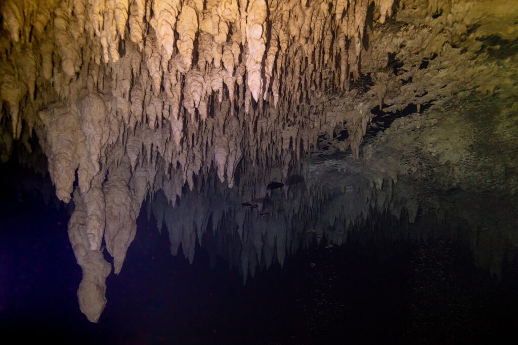 Un techo de estalactitas beige iluminado con linterna, que se refleja en una superficie de agua negra, en el cenote The Pit