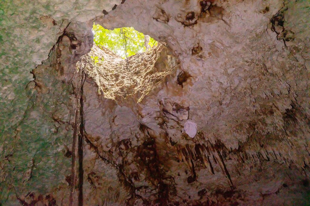 Vista desde el agua hacia una abertura redonda en el techo del cenote, con la selva verde fuera, raíces que cuelgan y estalactitas en la bóveda blanca