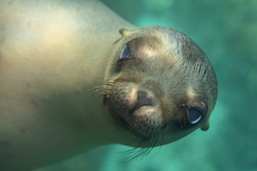 Primer plano de la cabeza de una cría de lobo marino de California que mira al objetivo, con el hocico de punta y los bigotes claros, en un agua turquesa