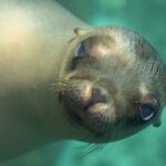Primer plano de la cabeza de una cría de lobo marino de California que mira al objetivo, con el hocico de punta y los bigotes claros, en un agua turquesa