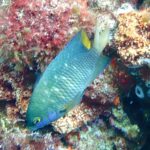 Una damisela joya verde azulada salpicada de puntos azul intenso, con la cola amarilla, cabeza abajo frente a una roca cubierta de algas rojas