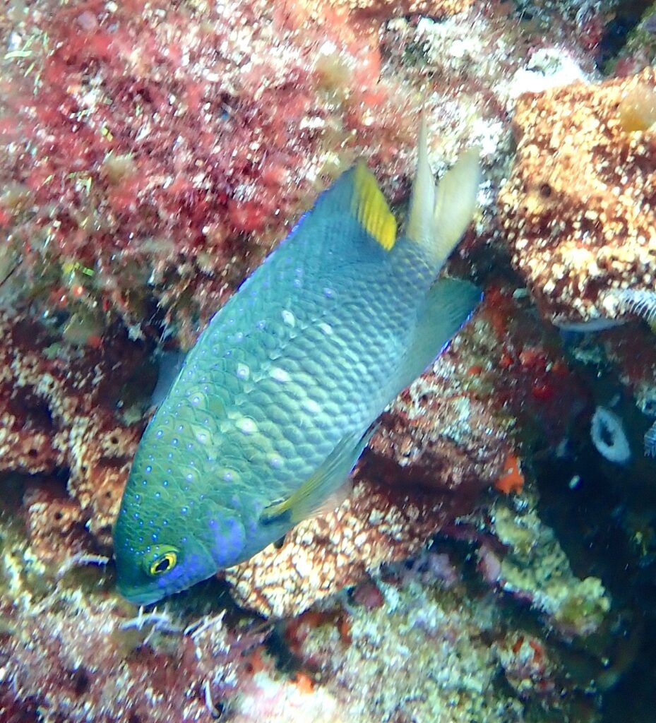 Una damisela joya verde azulada salpicada de puntos azul intenso, con la cola amarilla, cabeza abajo frente a una roca cubierta de algas rojas