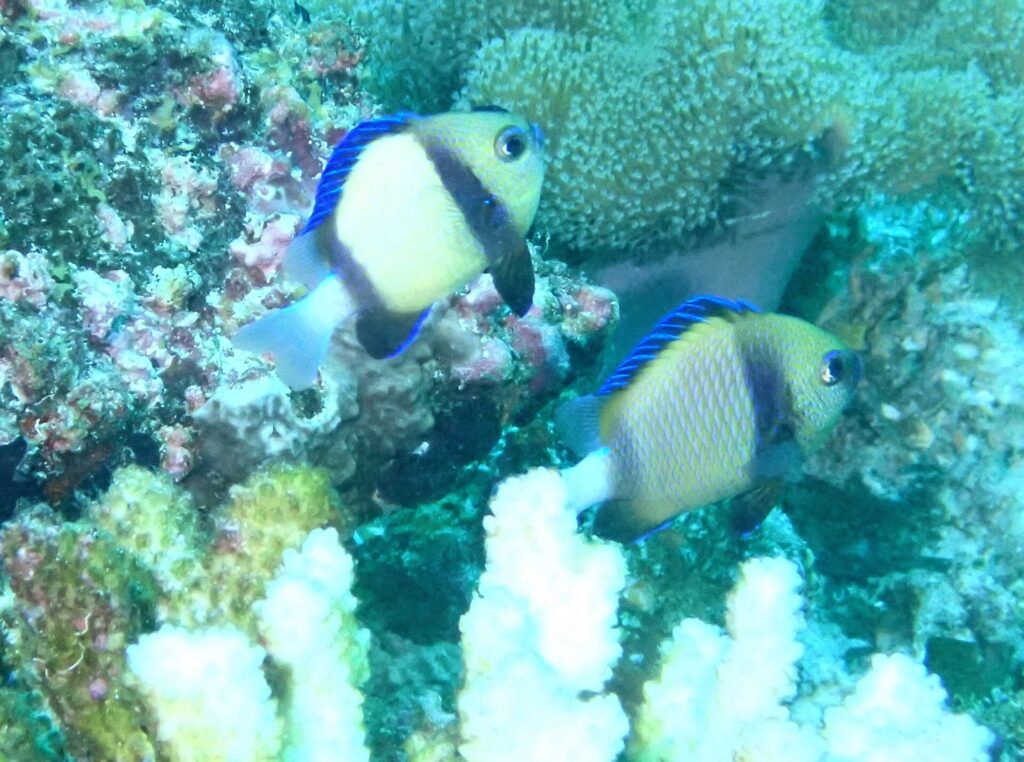 Dos dascyllus amarillo pálido con una banda negra y aletas azules frente a un coral blanco y corales incrustantes rosas, en un agua verde