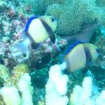 Dos dascyllus amarillo pálido con una banda negra y aletas azules frente a un coral blanco y corales incrustantes rosas, en un agua verde