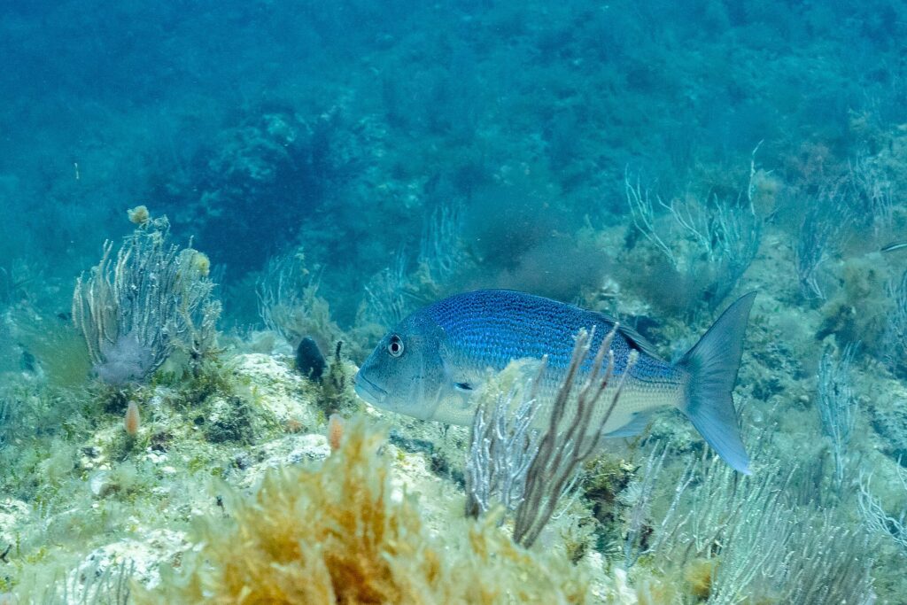Un dentón adulto nada hacia la izquierda entre gorgonias blancas, sobre un fondo rocoso cubierto de algas: lomo azul intenso salpicado de pequeños puntos oscuros, vientre más claro, cabeza maciza de perfil redondeado y cola ahorquillada.