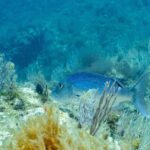 Un dentón adulto nada hacia la izquierda entre gorgonias blancas, sobre un fondo rocoso cubierto de algas: lomo azul intenso salpicado de pequeños puntos oscuros, vientre más claro, cabeza maciza de perfil redondeado y cola ahorquillada.