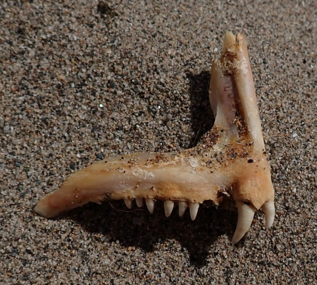 Un hueso de mandíbula de dentón sobre la arena: una fila de pequeños dientes cónicos y, delante, dos grandes caninos blancos y curvados.