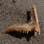 Un hueso de mandíbula de dentón sobre la arena: una fila de pequeños dientes cónicos y, delante, dos grandes caninos blancos y curvados.