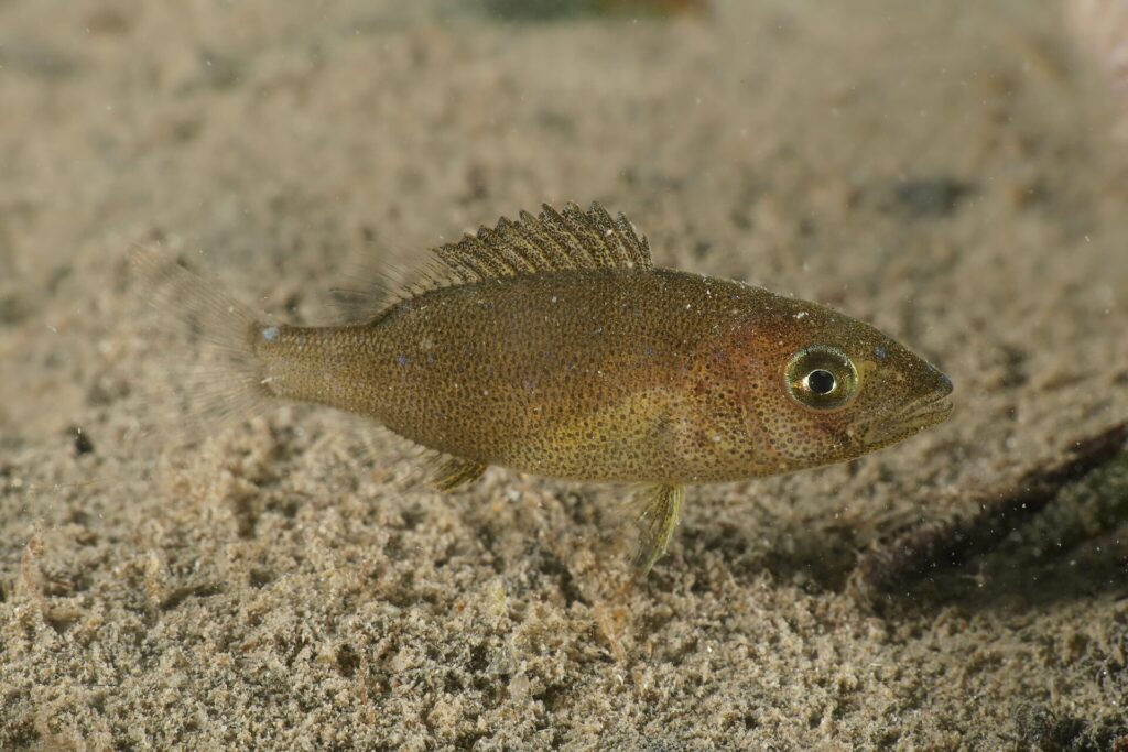Un dentón joven a ras de un fondo de arena: cuerpo alargado marrón oliva cubierto de diminutos puntos negros, algunos puntos azules, ojo grande dorado, perfil de la cabeza casi recto y aleta dorsal espinosa levantada.