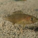 Un dentón joven a ras de un fondo de arena: cuerpo alargado marrón oliva cubierto de diminutos puntos negros, algunos puntos azules, ojo grande dorado, perfil de la cabeza casi recto y aleta dorsal espinosa levantada.