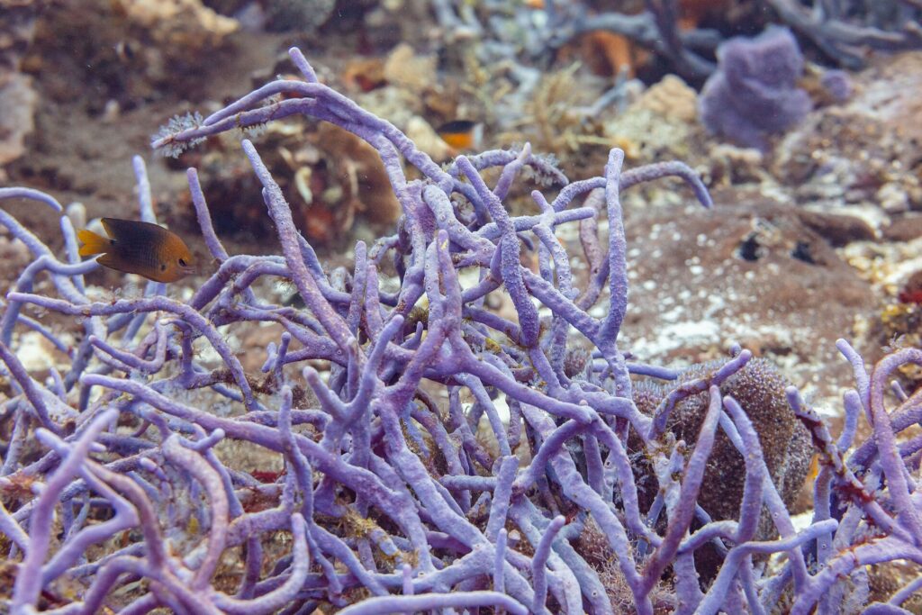 Un arbusto de esponjas cuerda violetas en el arrecife de Cozumel, con una pequeña damisela parda de cola amarilla delante
