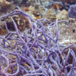 Un arbusto de esponjas cuerda violetas en el arrecife de Cozumel, con una pequeña damisela parda de cola amarilla delante