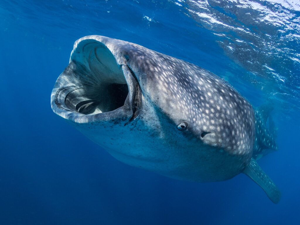 Un tiburón ballena visto de frente justo bajo la superficie, con la boca muy abierta para filtrar el plancton y la piel gris moteada de manchas blancas en un agua azul profundo