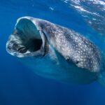 Un tiburón ballena visto de frente justo bajo la superficie, con la boca muy abierta para filtrar el plancton y la piel gris moteada de manchas blancas en un agua azul profundo