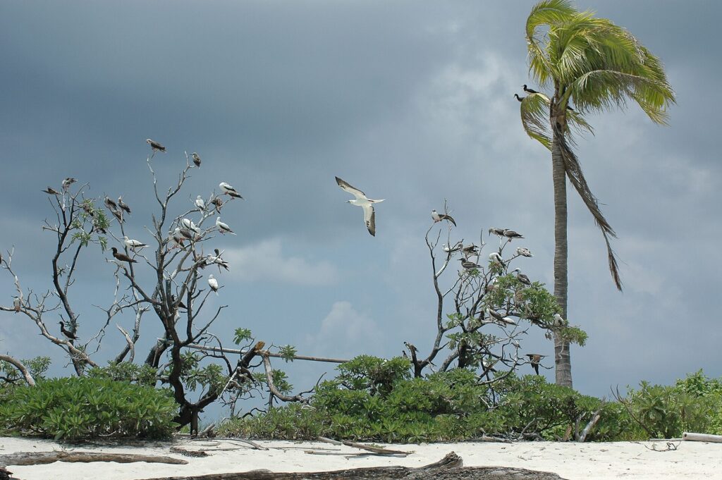 Decenas de piqueros, blancos de patas rojas o marrones de vientre blanco, posados en las ramas desnudas de unos arbustos al borde de una playa de arena blanca, uno de ellos en vuelo, bajo un cielo de tormenta, con un cocotero doblado por el viento a la derecha.