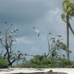 Decenas de piqueros, blancos de patas rojas o marrones de vientre blanco, posados en las ramas desnudas de unos arbustos al borde de una playa de arena blanca, uno de ellos en vuelo, bajo un cielo de tormenta, con un cocotero doblado por el viento a la derecha.