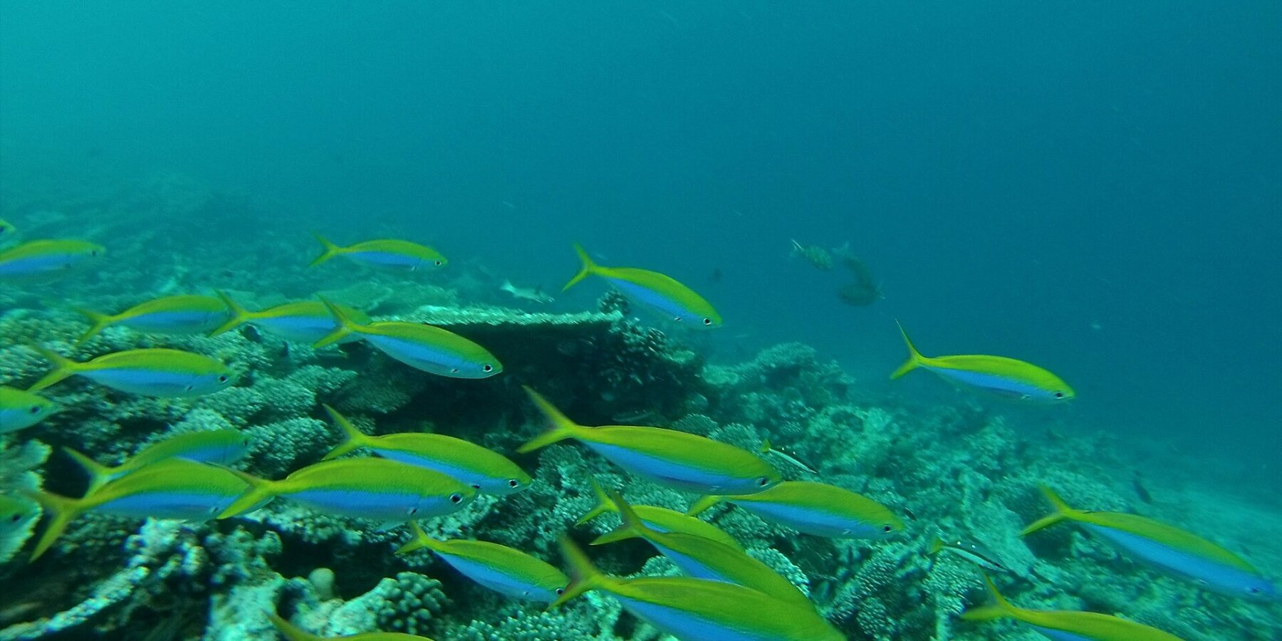 Un banco de fusileros de lomo amarillo intenso y flancos azules pasa por encima de un arrecife de corales duros, en un agua verde