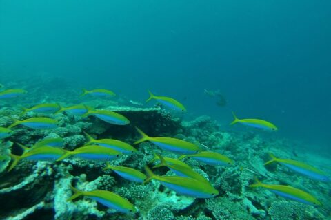 Un banco de fusileros de lomo amarillo intenso y flancos azules pasa por encima de un arrecife de corales duros, en un agua verde