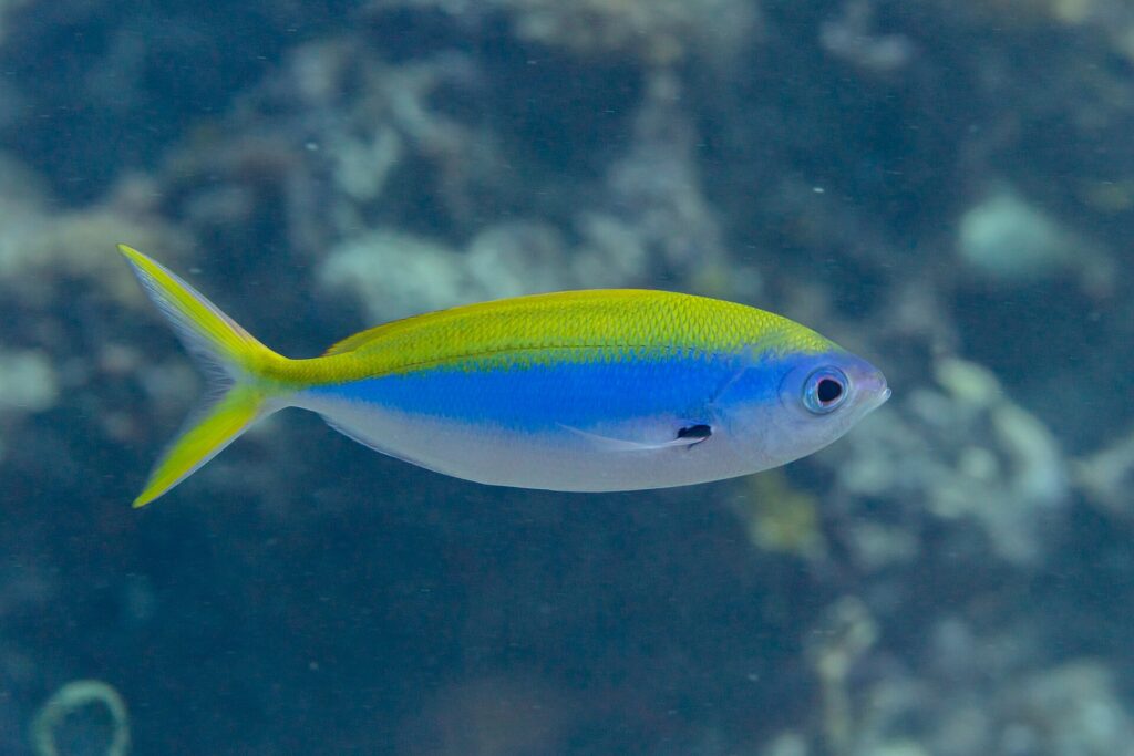 Un fusilero de lomo amarillo de perfil, con el cuerpo fusiforme amarillo arriba, azul intenso en el centro y blanco abajo, la cola amarilla muy ahorquillada y una mancha negra en la base de la pectoral