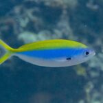 Un fusilero de lomo amarillo de perfil, con el cuerpo fusiforme amarillo arriba, azul intenso en el centro y blanco abajo, la cola amarilla muy ahorquillada y una mancha negra en la base de la pectoral