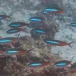 Un banco de fusileros de cuerpo rojo pardo cruzado por una banda azul eléctrico nada por encima de un arrecife y de la arena, con las colas ahorquilladas de borde oscuro