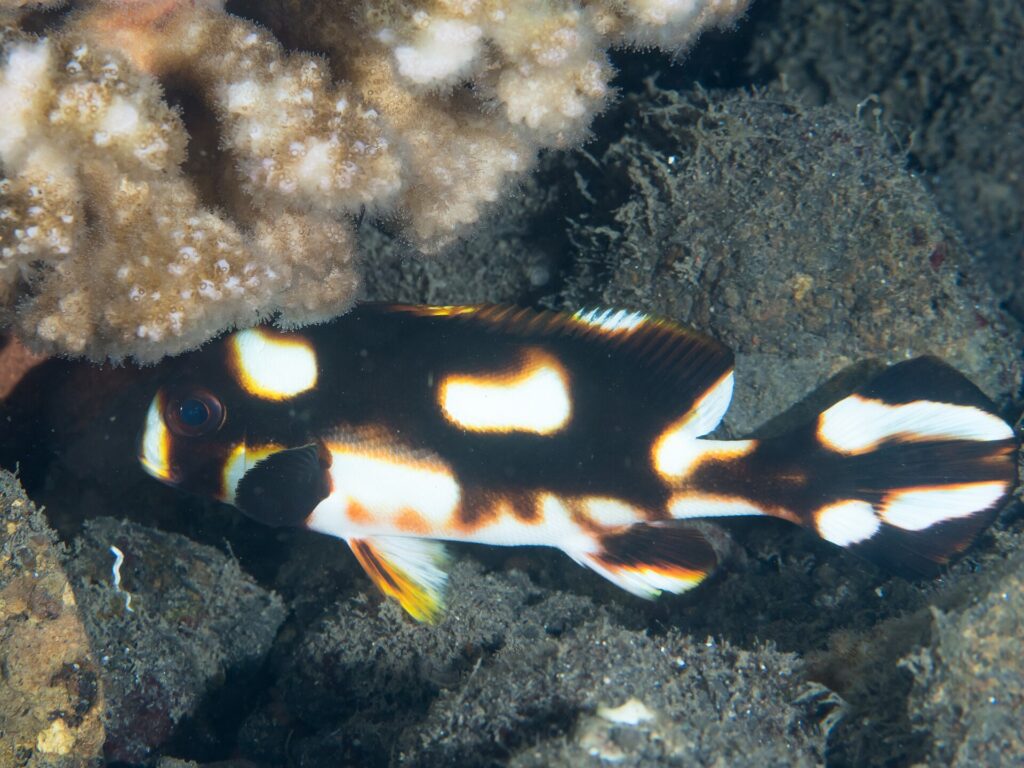 Un labios dulces oriental joven refugiado bajo un coral, con el cuerpo marrón negruzco salpicado de grandes manchas blancas rodeadas de naranja y la pectoral negra