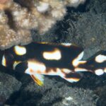 Un labios dulces oriental joven refugiado bajo un coral, con el cuerpo marrón negruzco salpicado de grandes manchas blancas rodeadas de naranja y la pectoral negra