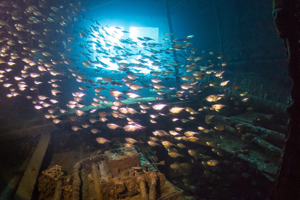 Un banco de pequeños peces plateados llena una sala del Giannis D, a contraluz de una abertura, sobre una máquina cubierta de concreciones