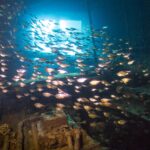 Un banco de pequeños peces plateados llena una sala del Giannis D, a contraluz de una abertura, sobre una máquina cubierta de concreciones