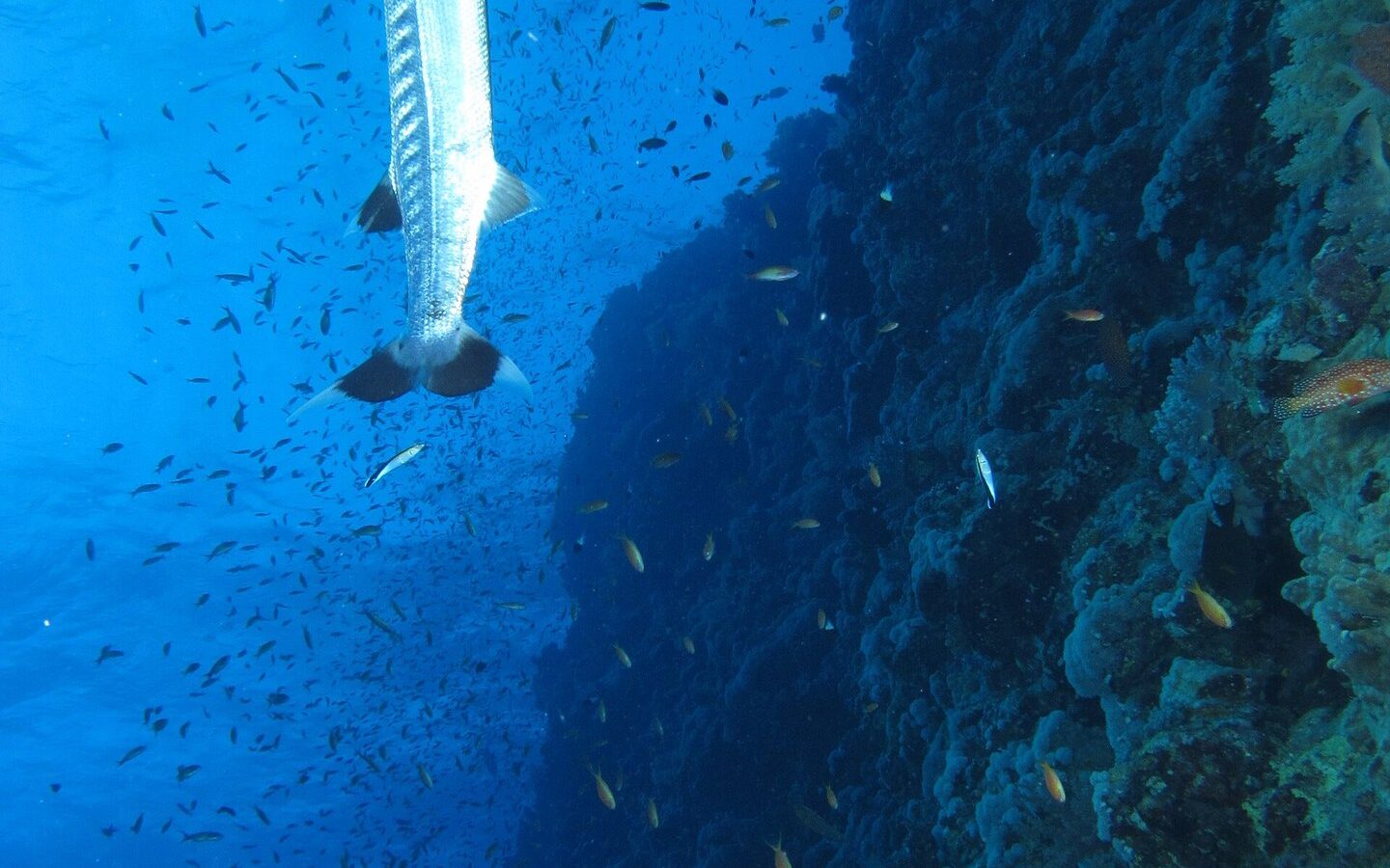 Una gran barracuda en vertical a lo largo de la pared de Elphinstone, en medio de una nube de peces pequeños