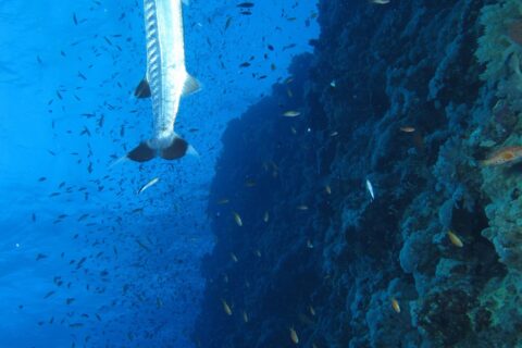 Una gran barracuda en vertical a lo largo de la pared de Elphinstone, en medio de una nube de peces pequeños