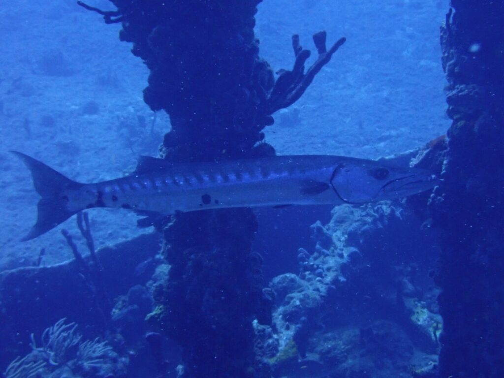 Una gran barracuda pasa de perfil delante de pilares cubiertos de esponjas, con la cabeza a la derecha: largo cuerpo plateado con bandas oscuras en el lomo, algunas manchas negras dispersas hacia la cola y cola ahorquillada.
