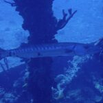 Una gran barracuda pasa de perfil delante de pilares cubiertos de esponjas, con la cabeza a la derecha: largo cuerpo plateado con bandas oscuras en el lomo, algunas manchas negras dispersas hacia la cola y cola ahorquillada.