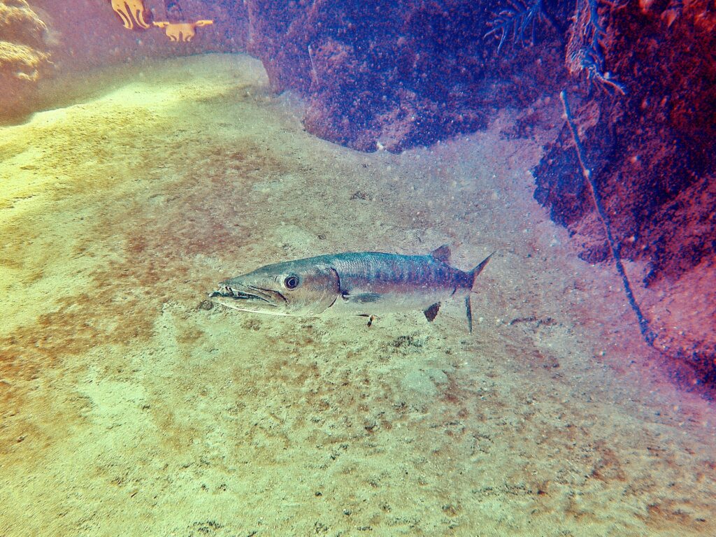Una gran barracuda por encima de un fondo de arena, con la cabeza a la izquierda y la boca entreabierta: mandíbula inferior prominente armada de dientes largos y puntiagudos, ojo grande, cuerpo plateado y alargado; a la derecha, rocas cubiertas de esponjas.