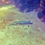 Una gran barracuda por encima de un fondo de arena, con la cabeza a la izquierda y la boca entreabierta: mandíbula inferior prominente armada de dientes largos y puntiagudos, ojo grande, cuerpo plateado y alargado; a la derecha, rocas cubiertas de esponjas.