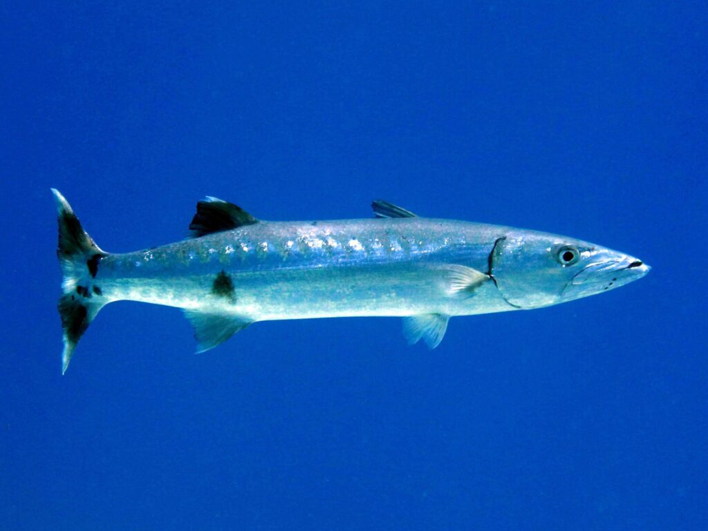 Una gran barracuda de perfil en el azul, con la cabeza a la derecha: largo cuerpo plateado, algunas manchas negras dispersas en la parte baja de los flancos, dos aletas dorsales muy separadas, mandíbula inferior prominente y cola ahorquillada oscura de puntas blancas.